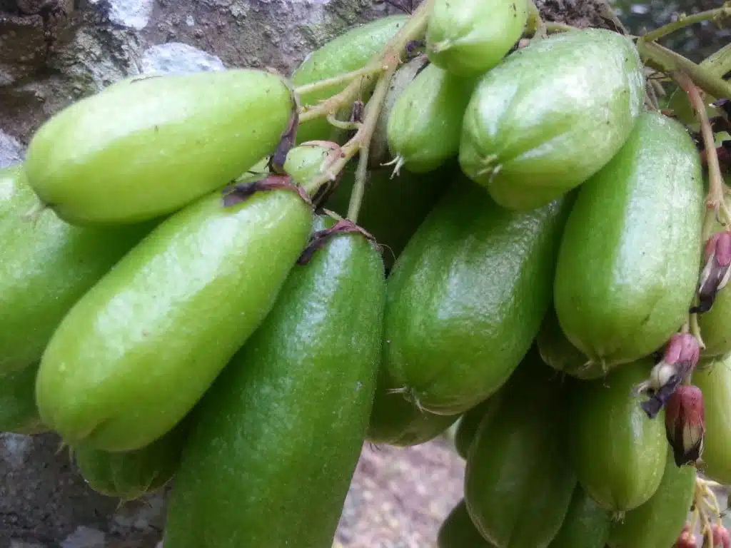 khasiat-belimbing-buluh