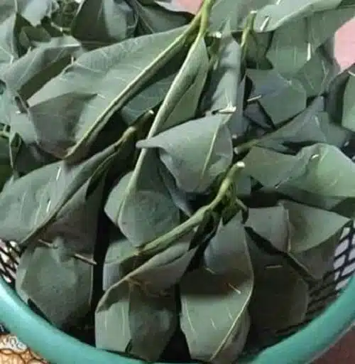 Cara Buat Tapai Pulut Daun Getah