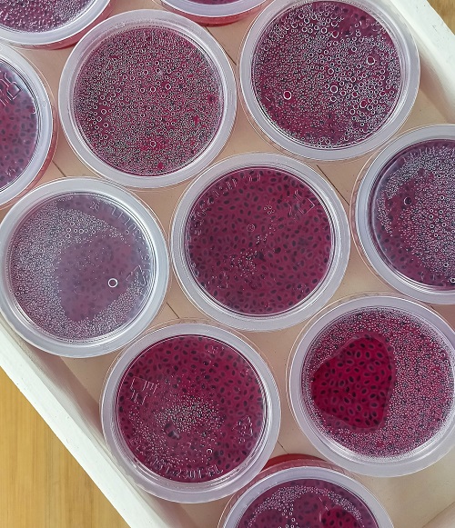 Resipi Agar-Agar Sirap Ros Selasih Cukup Mudah